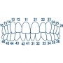 Матрицы контурные лавсановые закрытые для фронтальных зубов № 1.911 (Колпачки)