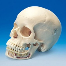 Модель черепа, демонстрационная (съемные зубы, каналы, нервные окончания и десновое ложе)