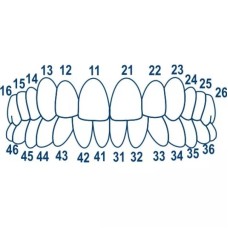 Матрицы контурные лавсановые закрытые для фронтальных зубов № 1.910 (Колпачки)