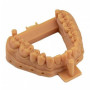 Фотополимерная смола Elegoo Dental Orthodontic UV Resin (Orange)